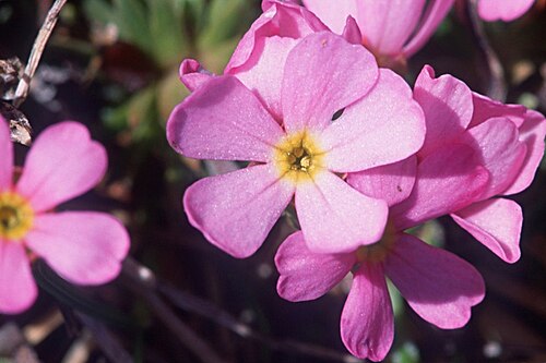 Pink rock jasmine: Androsace carnea , photo de fr:utilisateur:cptcv , 10 mai 2003, Bious Artigues (64), France
