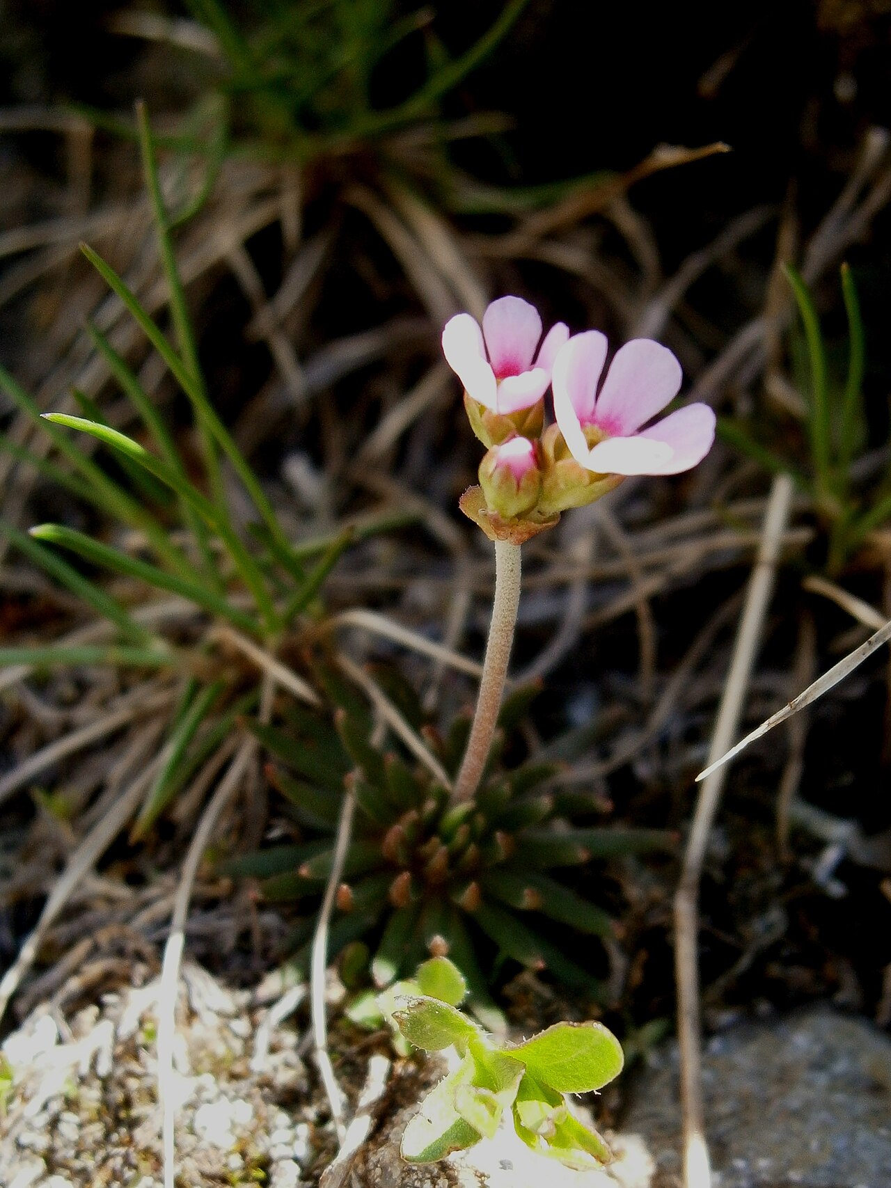 Pink rock jasmine: Androsace carnea
