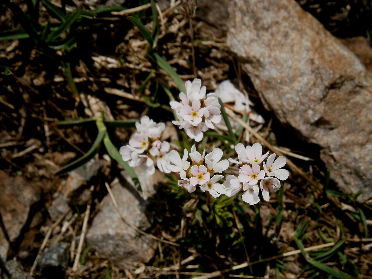Pink rock jasmine: Androsace carnea