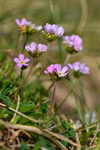 Pink rock jasmine (Androsace laggeri)