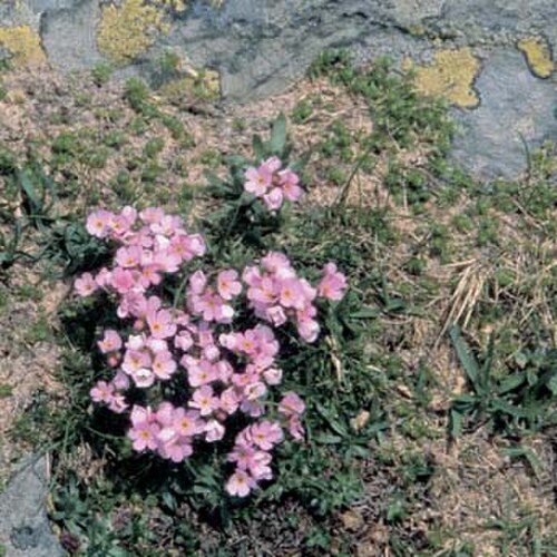 Pink rock jasmine: Androsace carnea près du Tourmalet, Pyrénées