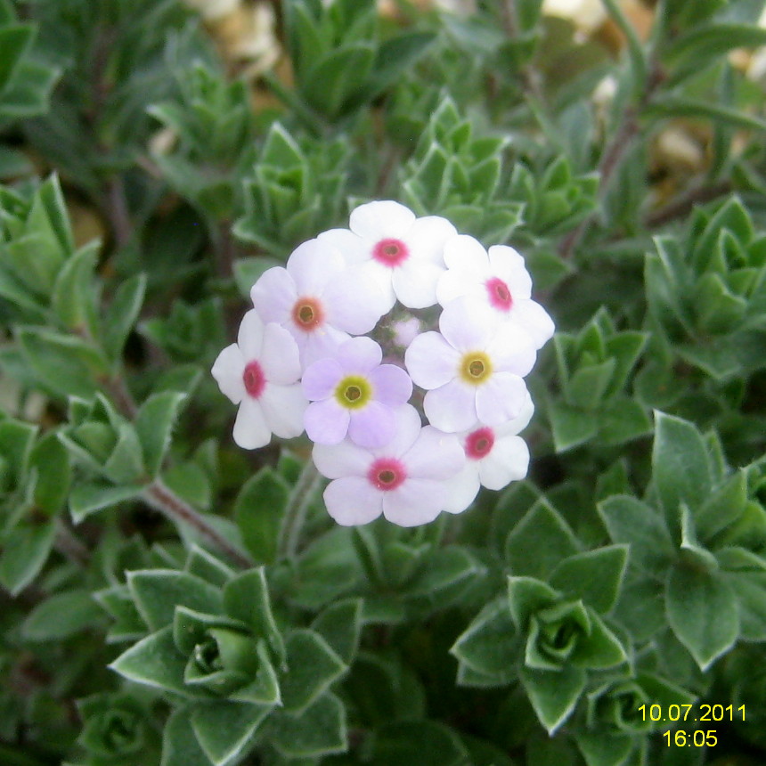 Androsace lanuginosa: Androsace lanuginosa