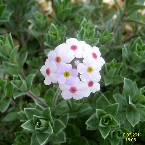 Androsace lanuginosa: Androsace lanuginosa