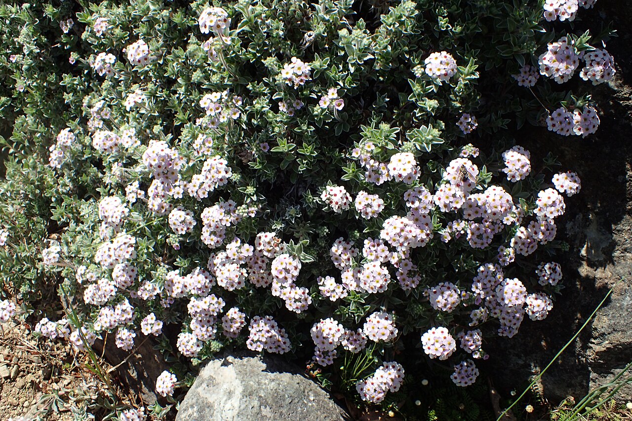 Androsace lanuginosa: Androsace lanuginosa in Dunedin Botanic Garden