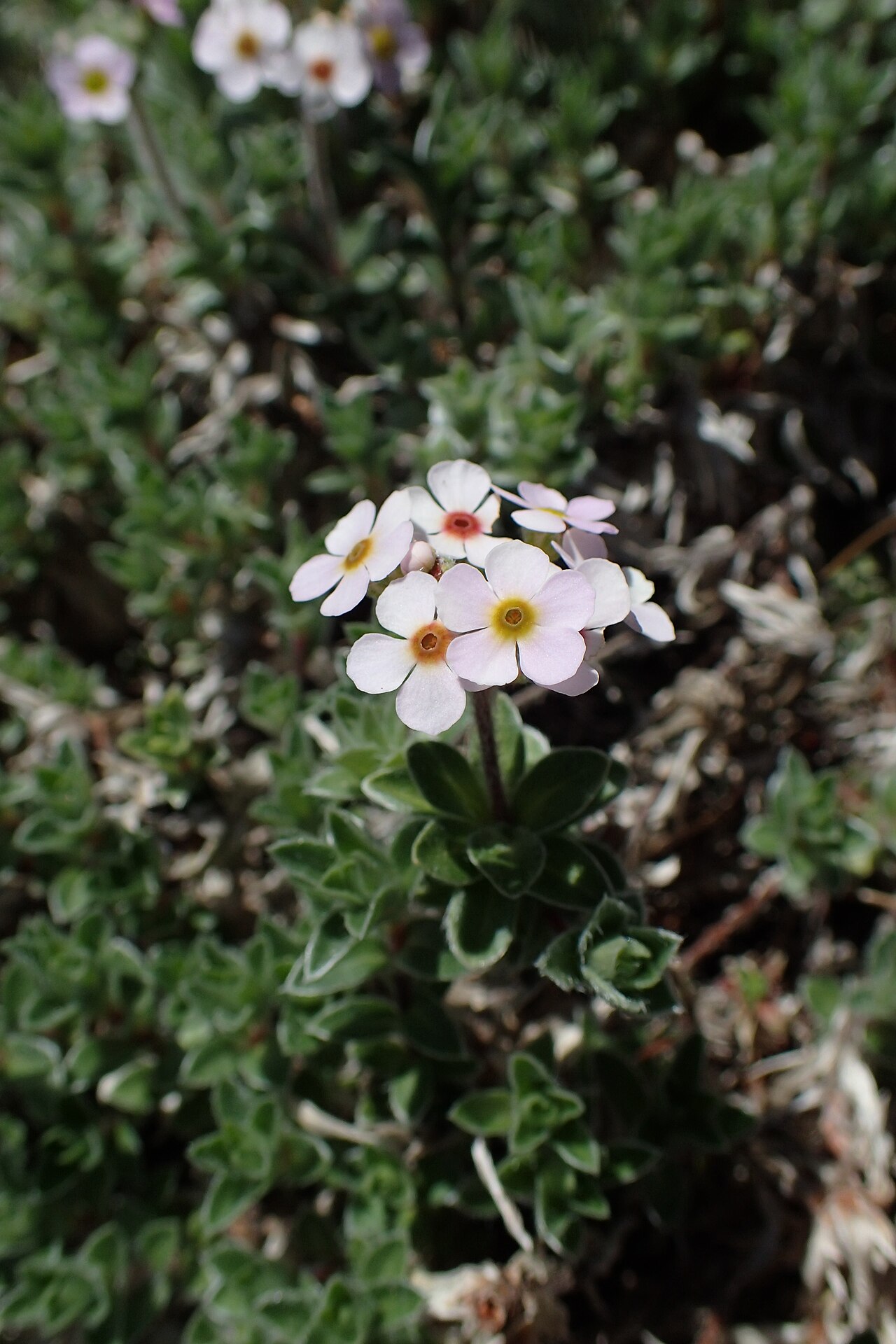 Androsace lanuginosa: Androsace lanuginosa in Dunedin Botanic Garden