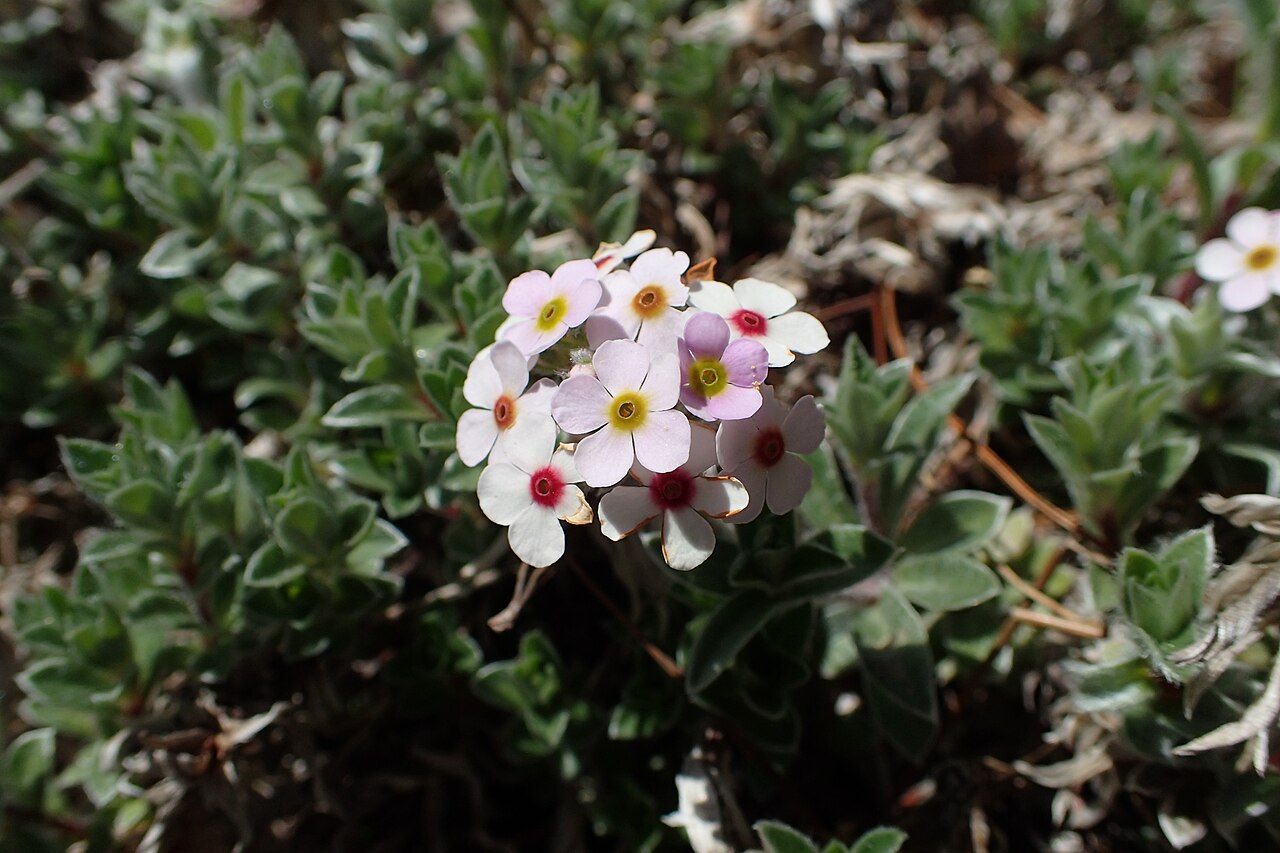 Androsace lanuginosa: Androsace lanuginosa in Dunedin Botanic Garden