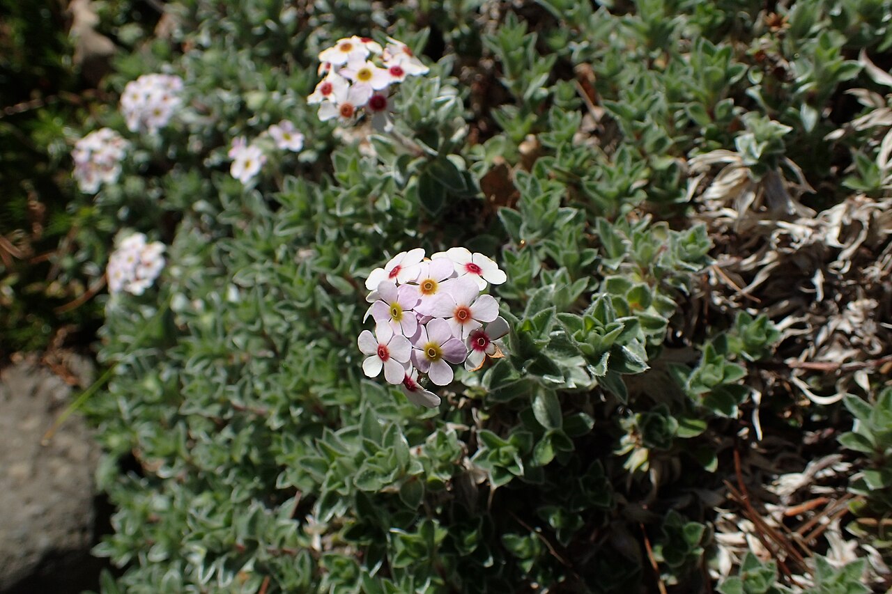 Androsace lanuginosa: Androsace lanuginosa in Dunedin Botanic Garden