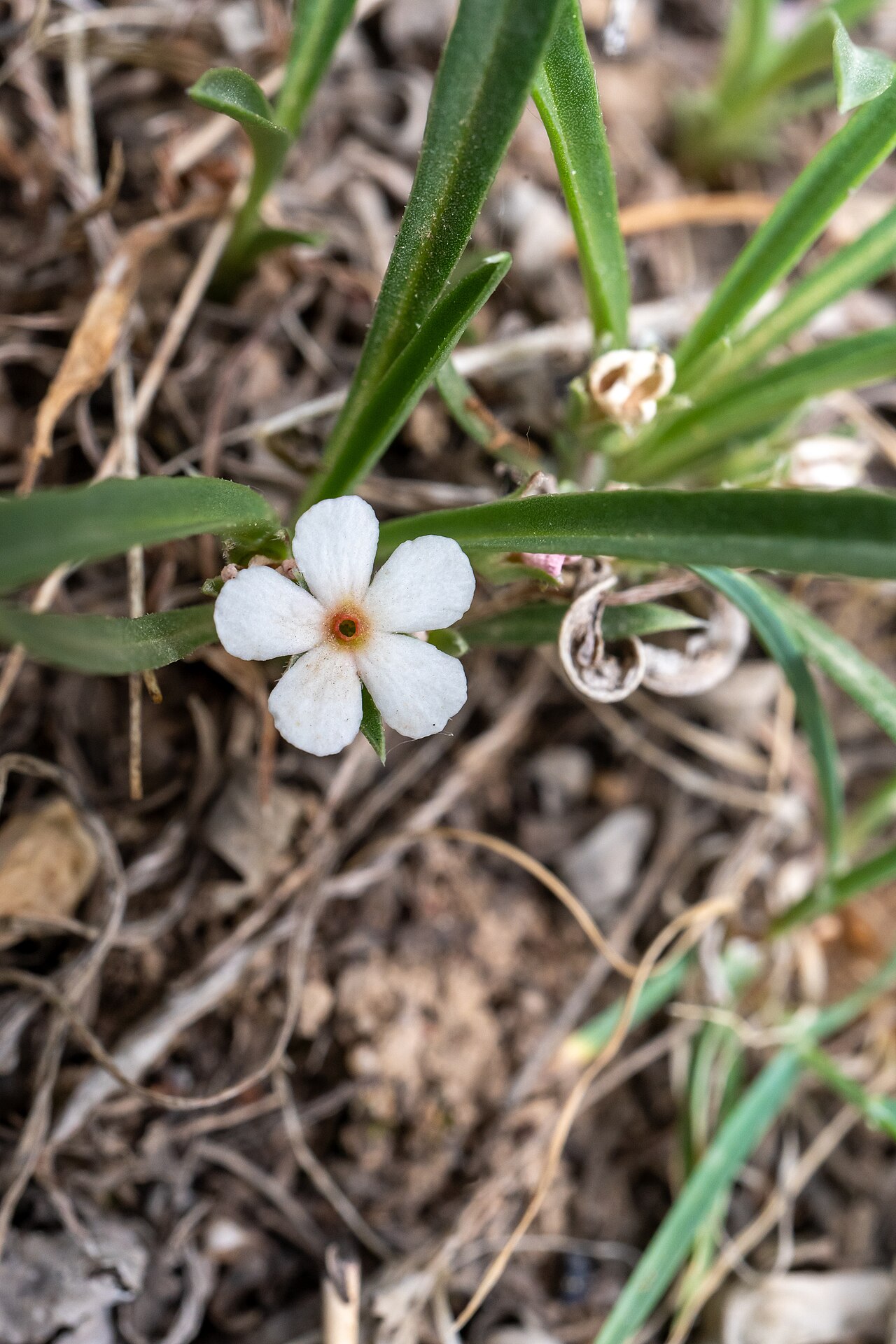 Androsace longifolia: Androsace longifolia(Chinese: 长叶点地梅, means "Long-leaved rock-jasmine"), flower showed, Photographed on May 17, 2021 in Zhangjiakou City, Hebei Province.