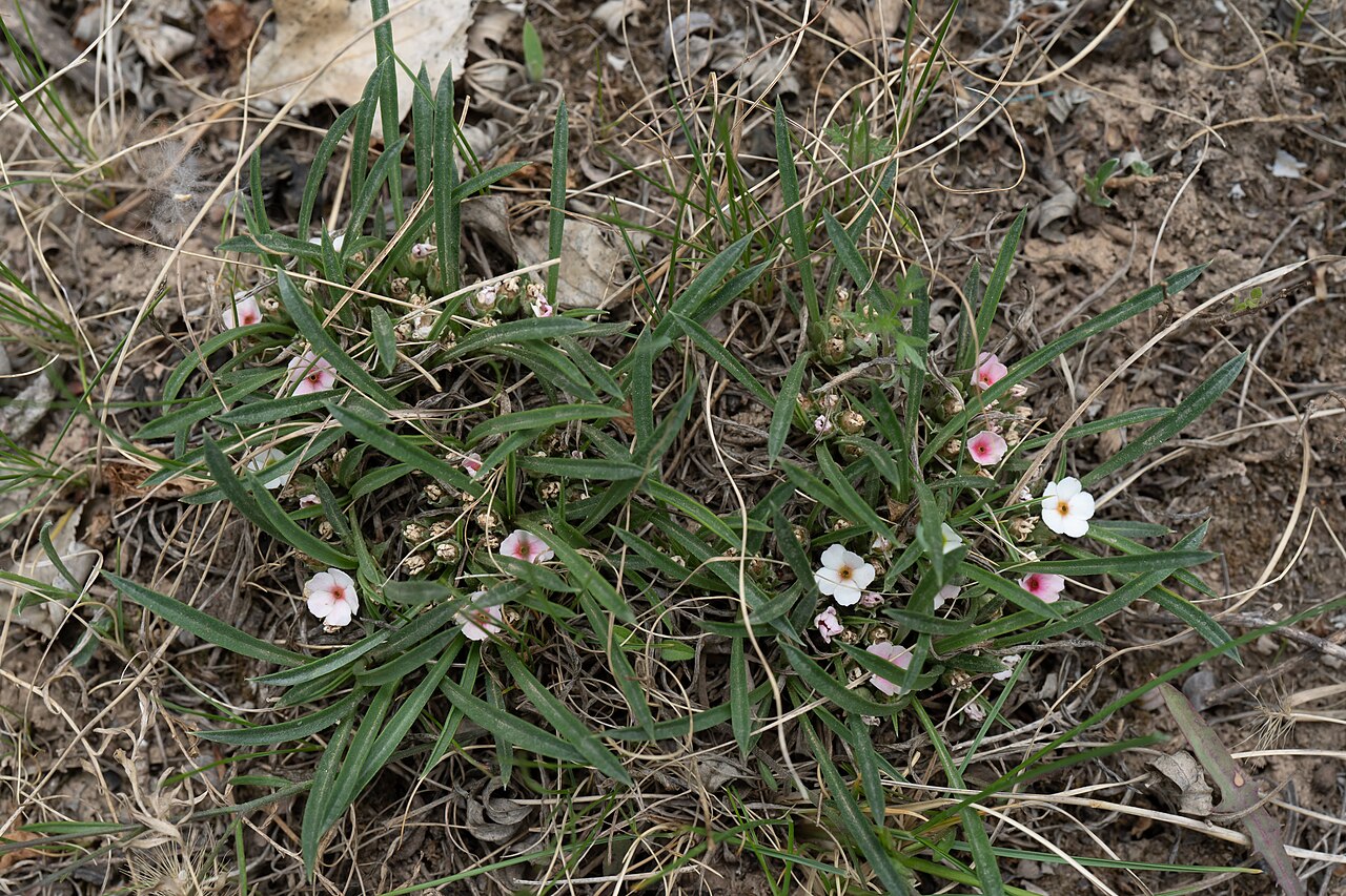 Androsace longifolia: Androsace longifolia(Chinese: 长叶点地梅, means "Long-leaved rock-jasmine"), Photographed on May 17, 2021 in Zhangjiakou City, Hebei Province.