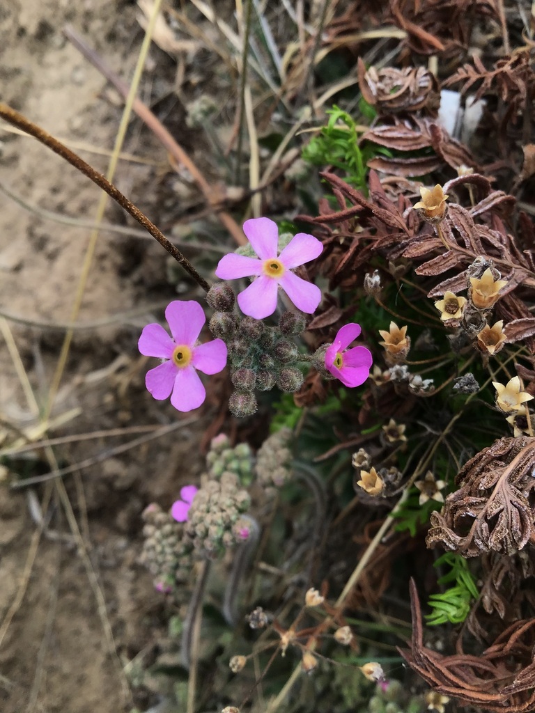 Androsace mariae (Androsace mariae)