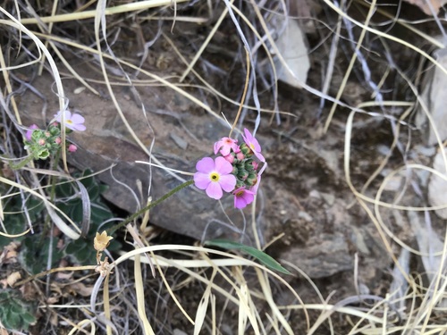 Androsace mariae (Androsace mariae)