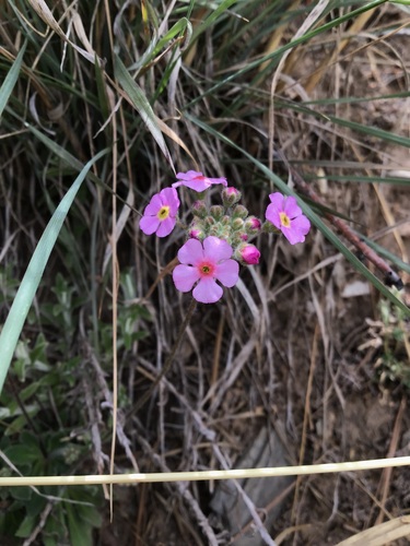 Androsace mariae (Androsace mariae)