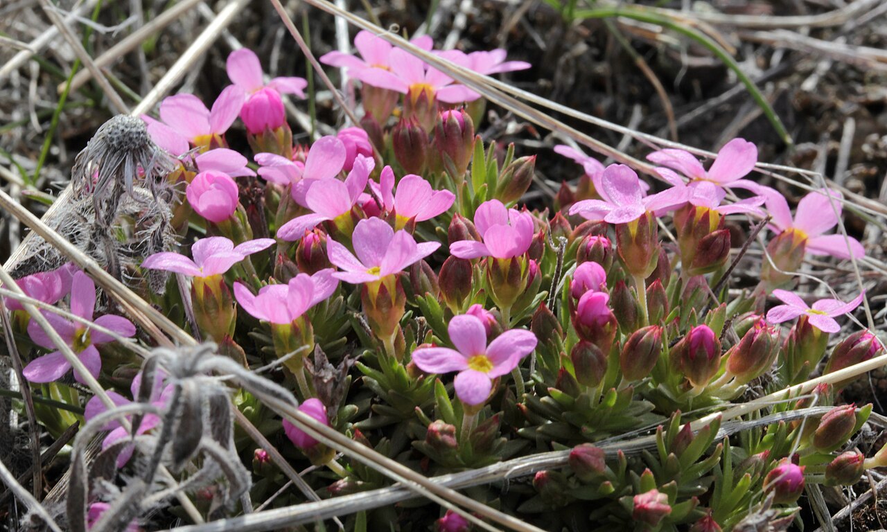 Rocky Mountain dwarf-primrose: Douglasia montana blooming on Waterworks Hill in Missoula, Montana