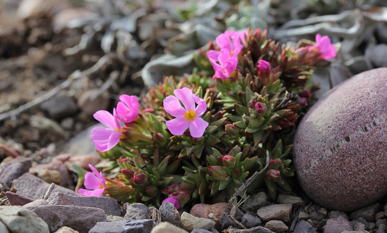 Rocky Mountain dwarf-primrose: Douglasia montana blooming on Waterworks Hill in Missoula, Montana