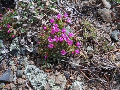 Rocky Mountain dwarf-primrose (Androsace montana)