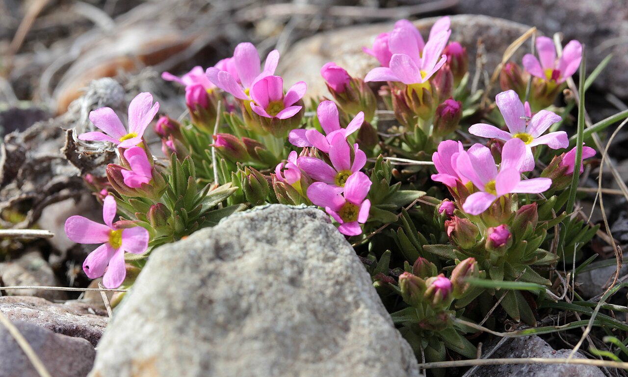 Rocky Mountain dwarf-primrose: Douglasia montana blooming on Waterworks Hill in Missoula, Montana