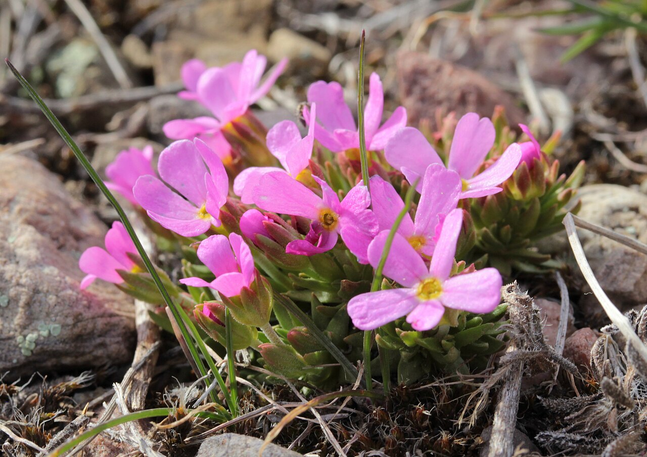 Rocky Mountain dwarf-primrose: Douglasia montana blooming on Waterworks Hill in Missoula, Montana