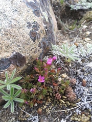 Rocky Mountain dwarf-primrose (Androsace montana)