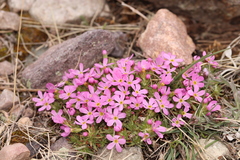Rocky Mountain dwarf-primrose (Androsace montana)