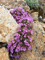 Rocky Mountain dwarf-primrose (Androsace montana)
