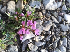 Rocky Mountain dwarf-primrose (Androsace montana)