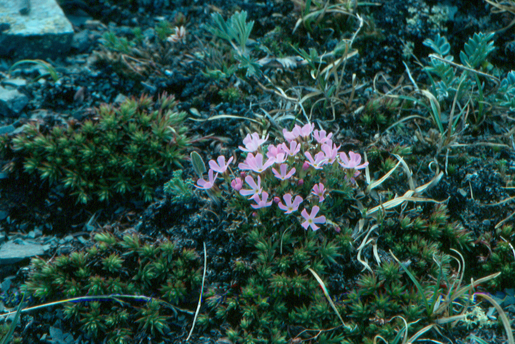 Rocky Mountain dwarf-primrose (Androsace montana)