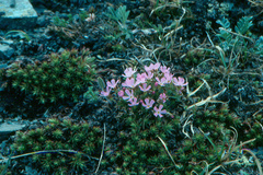 Rocky Mountain dwarf-primrose (Androsace montana)