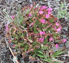Rocky Mountain dwarf-primrose (Androsace montana)