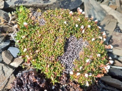 Alaska dwarf-primrose (Androsace ochotensis)