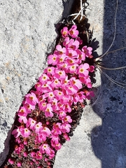 Alaska dwarf-primrose (Androsace ochotensis)