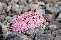 Alaska dwarf-primrose (Androsace ochotensis)