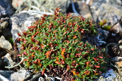 Alaska dwarf-primrose (Androsace ochotensis)