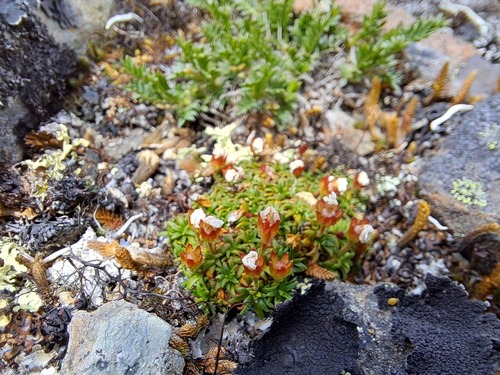 Alaska dwarf-primrose (Androsace ochotensis)