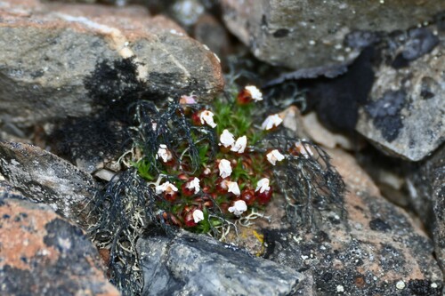 Alaska dwarf-primrose (Androsace ochotensis)