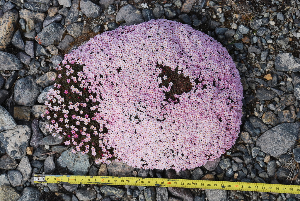 Alaska dwarf-primrose (Androsace ochotensis)