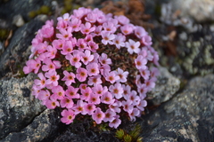 Alaska dwarf-primrose (Androsace ochotensis)