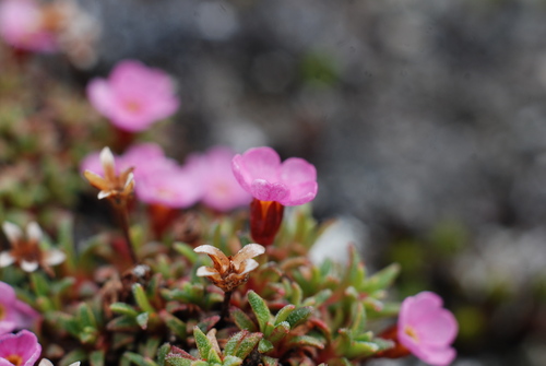 Alaska dwarf-primrose (Androsace ochotensis)