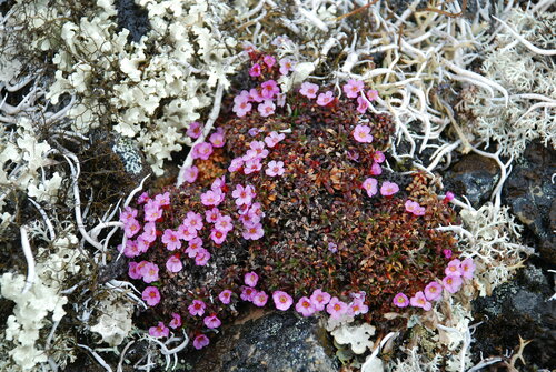 Alaska dwarf-primrose (Androsace ochotensis)