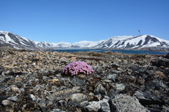 Alaska dwarf-primrose (Androsace ochotensis)