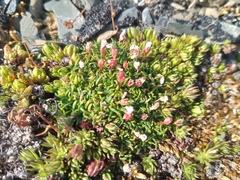 Alaska dwarf-primrose (Androsace ochotensis)