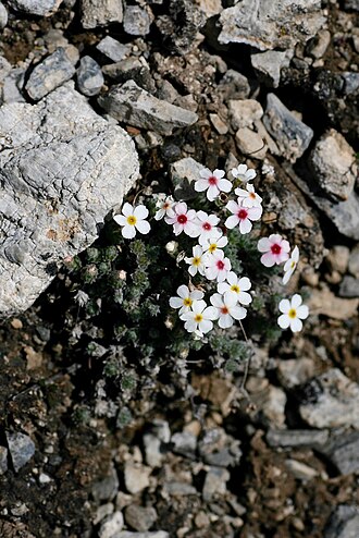 Androsace ovczinnikovii: Kyrgyzstan, Alay mts., Suu-Bashi, close to Allauddin river. 2700 m. Rus: Кыргызстан, Баткенская обл., Кадамжайский р-н, 20 км на ЮВ от г. Айдаркен, Алайский хр.