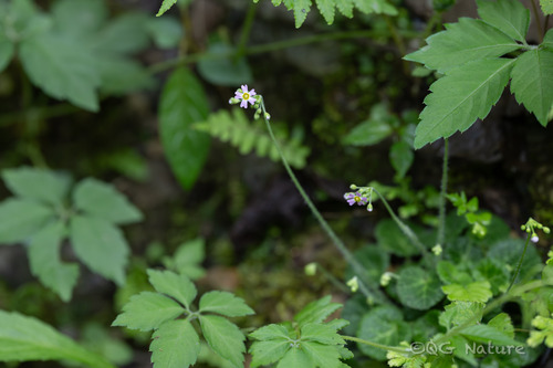 Androsace paxiana (Androsace paxiana)