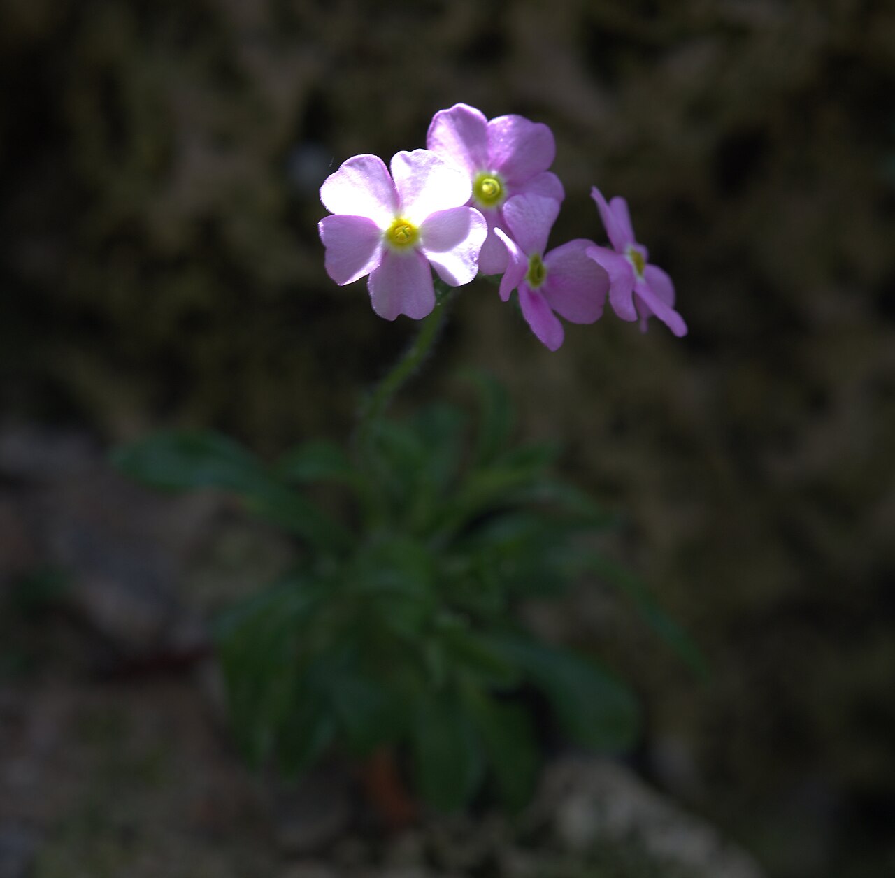 Androsace rigida: Androsace rigida in Gotheburg Botanical Garden in 2015. Plant id: 2012-2088