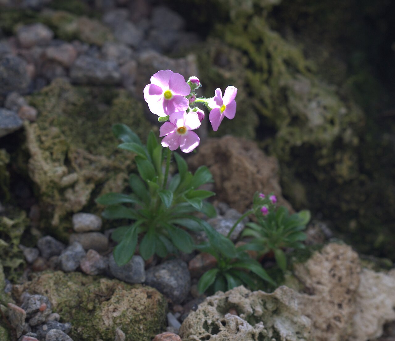 Androsace rigida: Androsace rigida in Gotheburg Botanical Garden in 2015. Plant id: 2012-2088