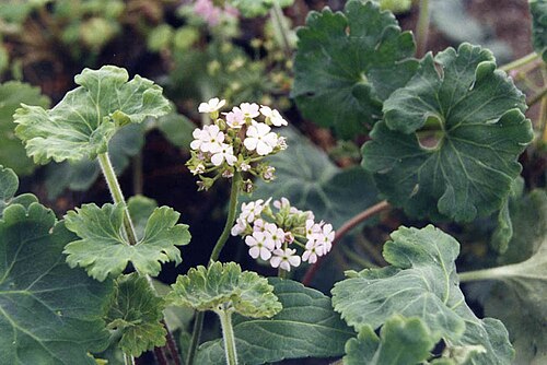 Androsace rotundifolia: Androsace rotundifolia