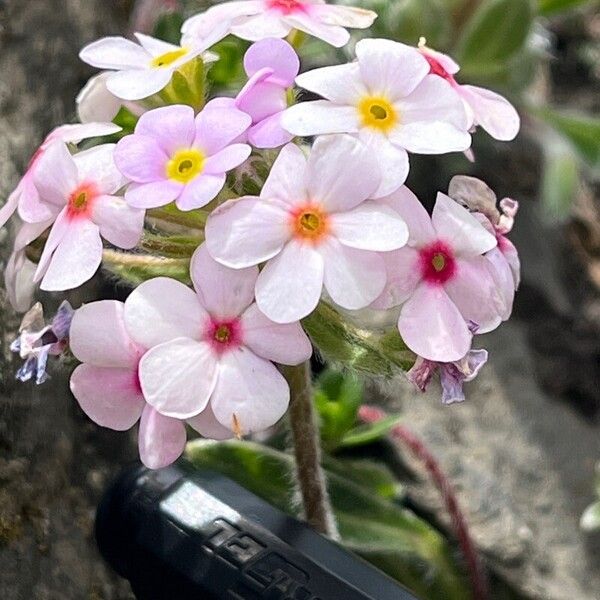 Androsace sarmentosa (Androsace sarmentosa)
