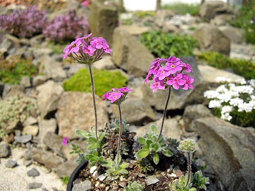 Androsace sarmentosa: Androsace sarmentosa 'Chumbyi'