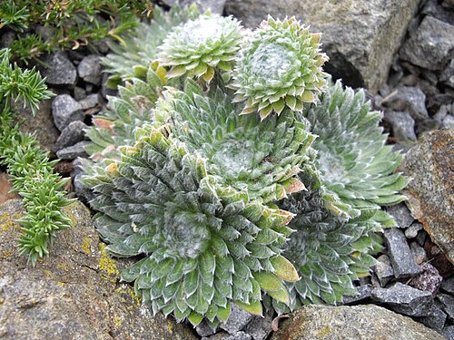 Androsace sarmentosa: Androsace sarmentosa 'Chumbyi'