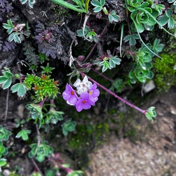 Androsace sarmentosa (Androsace sarmentosa)