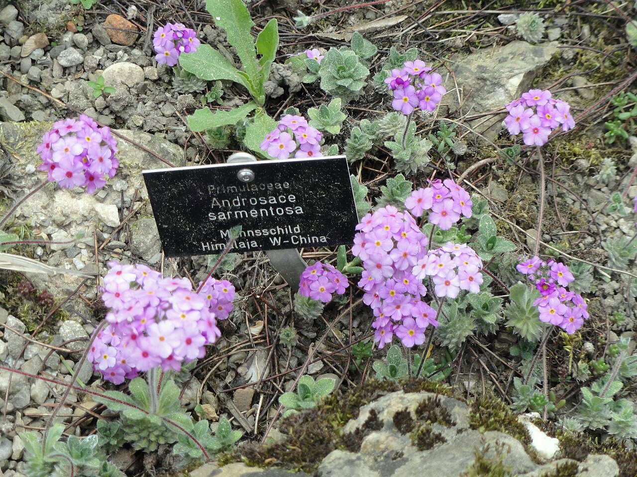 Androsace sarmentosa: Androsace sarmentosa specimen in the Botanischer Garten Freiburg, Freiburg im Breisgau, Baden-Württemberg, Germany.